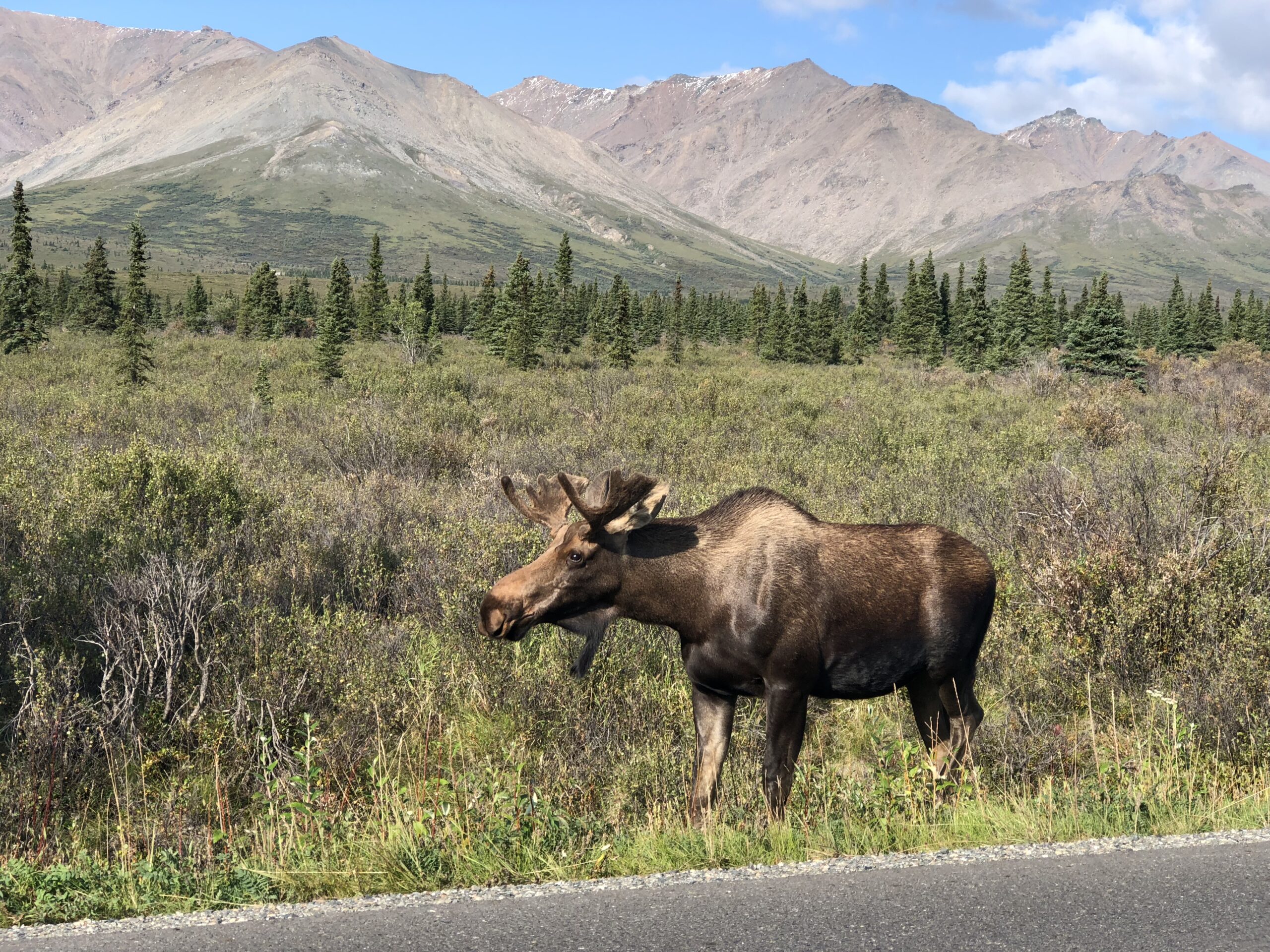 Moose at Denali