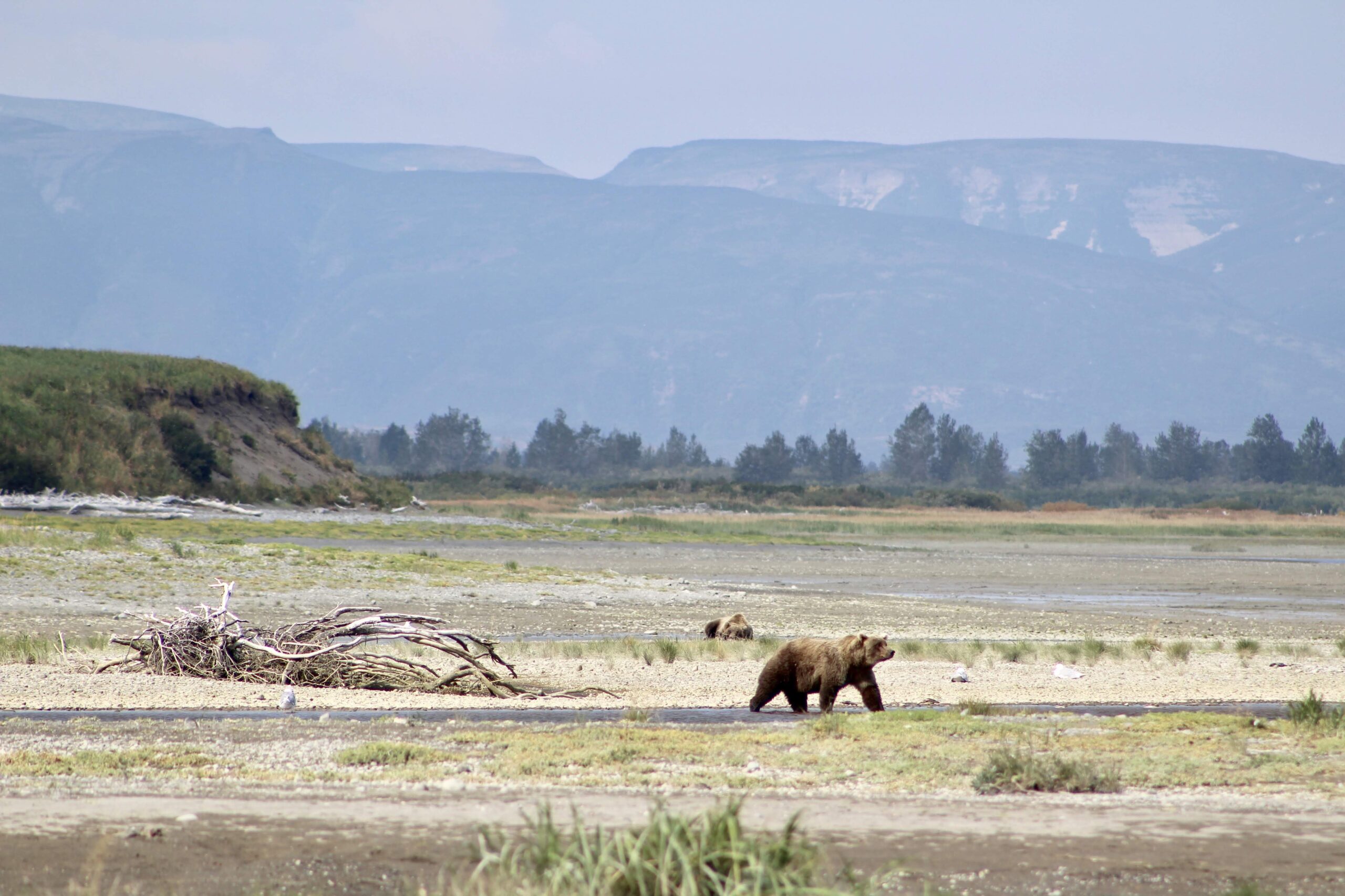 Bears at Katmai