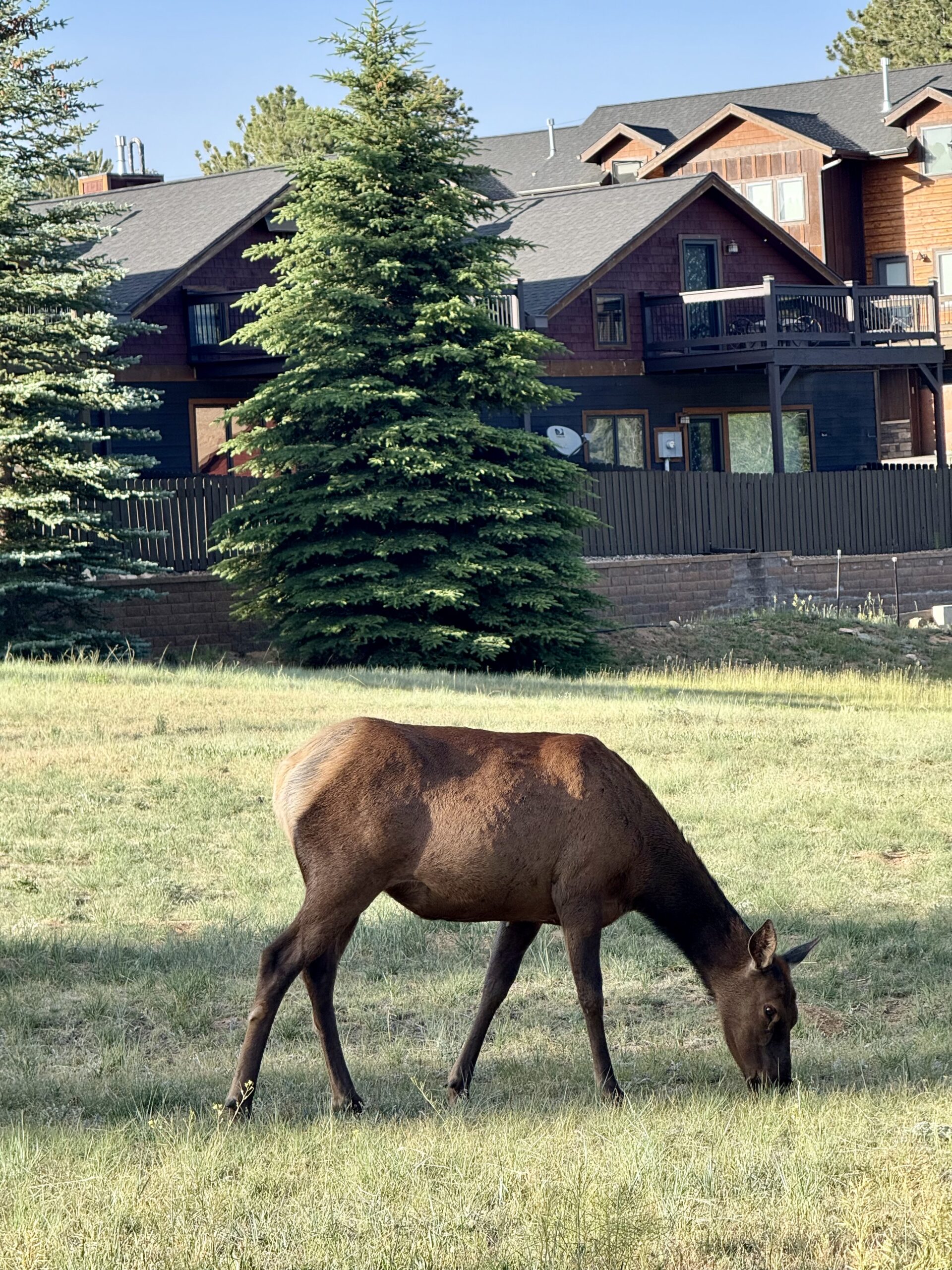 Elk at Rocky Mountain National Park